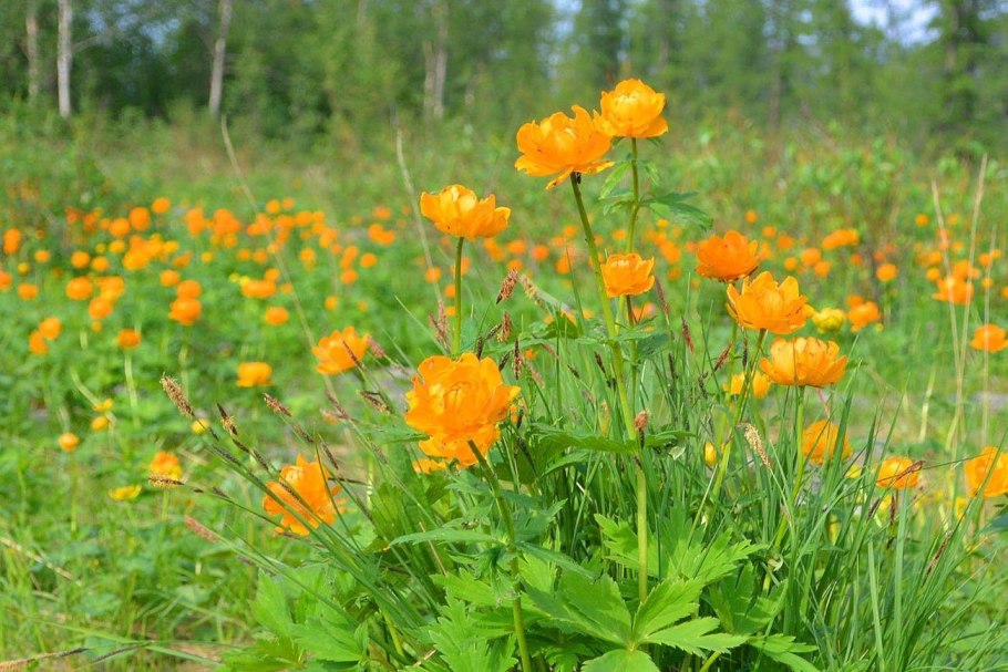 Сибирская купальница жарки