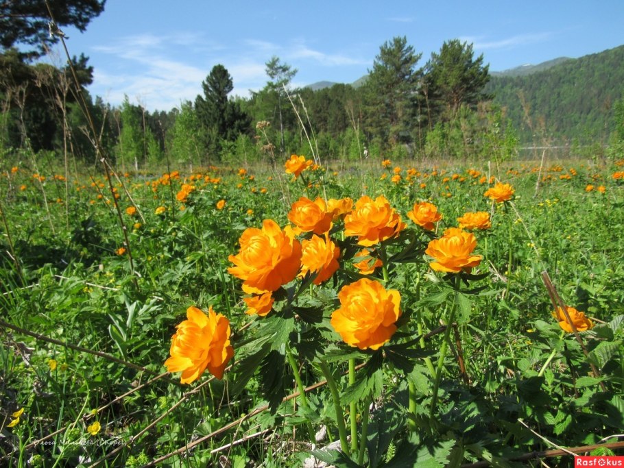 Купальница Алтайская огоньки жарки