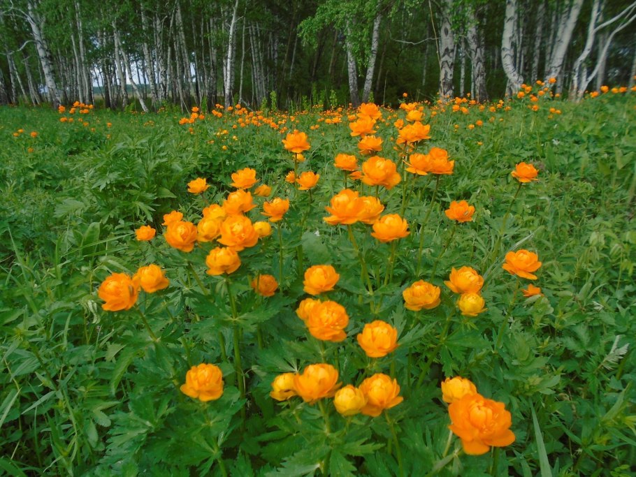 Купальница Алтайская огоньки жарки