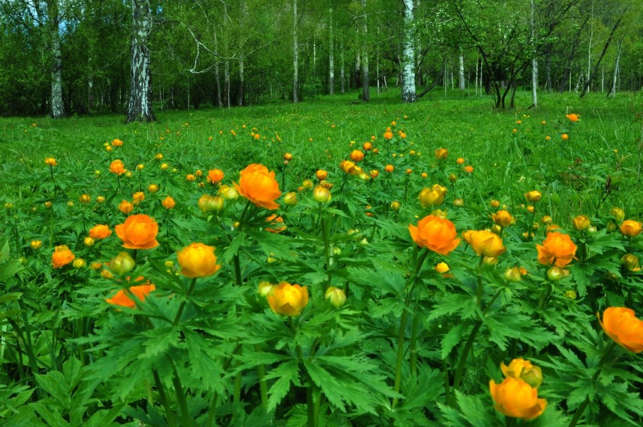Купальница азиатская Trollius asiaticus