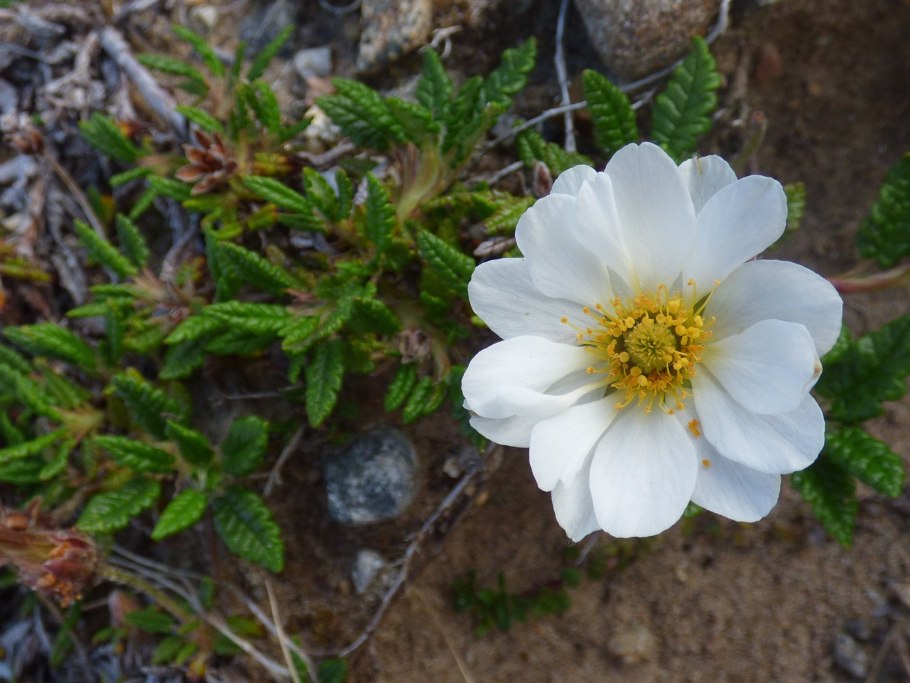 Дриада Dryas suendermannii