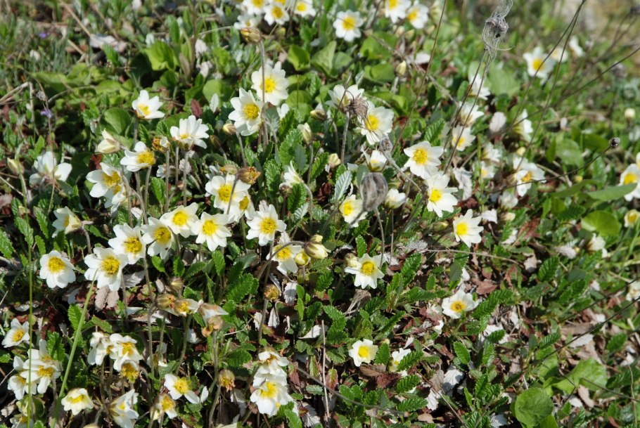Dryas drummondii