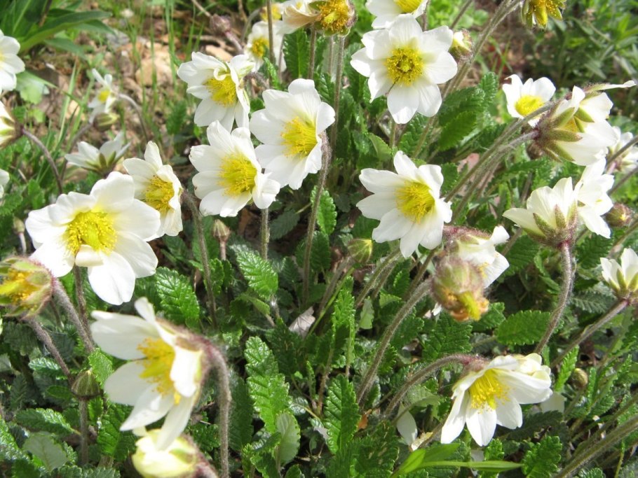 Дриада Восьмилепестковая