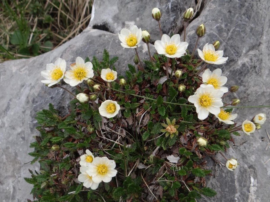 Дриада Восьмилепестковая Dryas octopetala