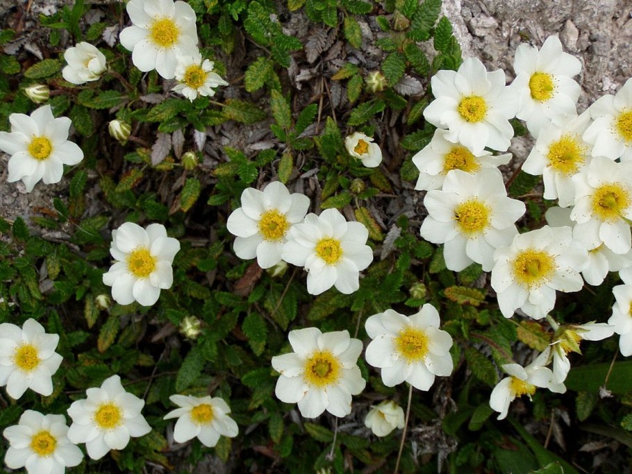 Дриада куропаточья трава