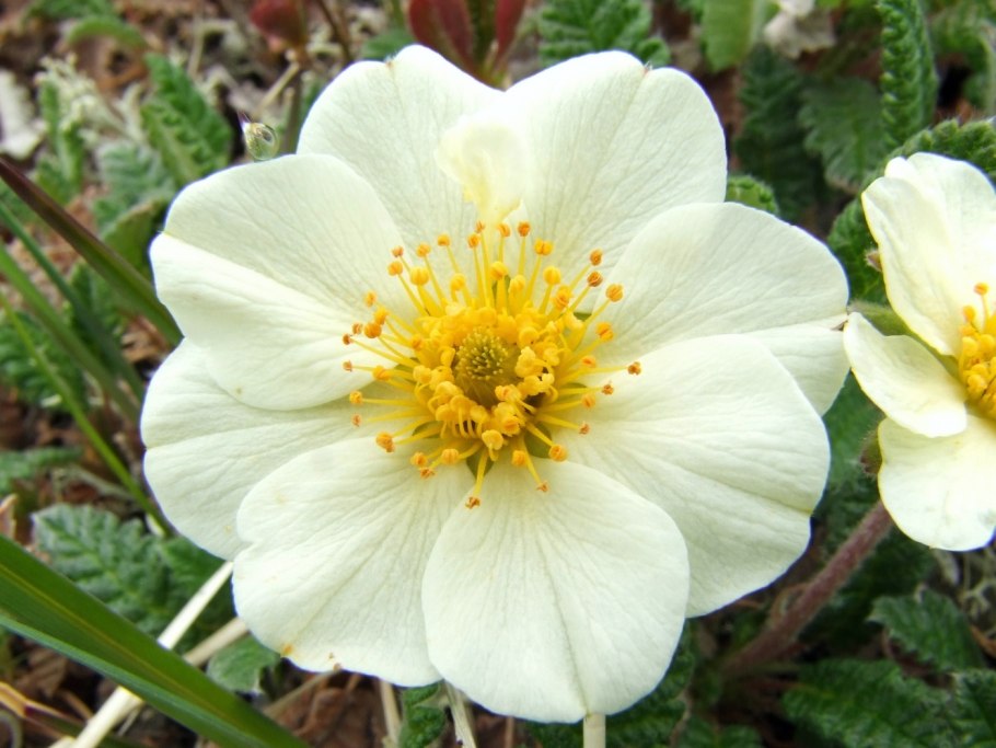 Dryas punctata