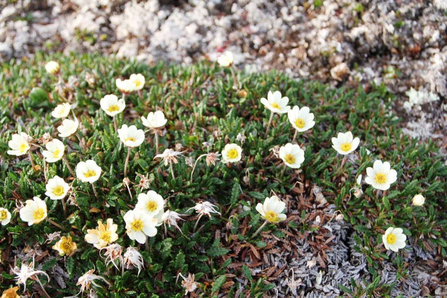 Дриада острозубчатая