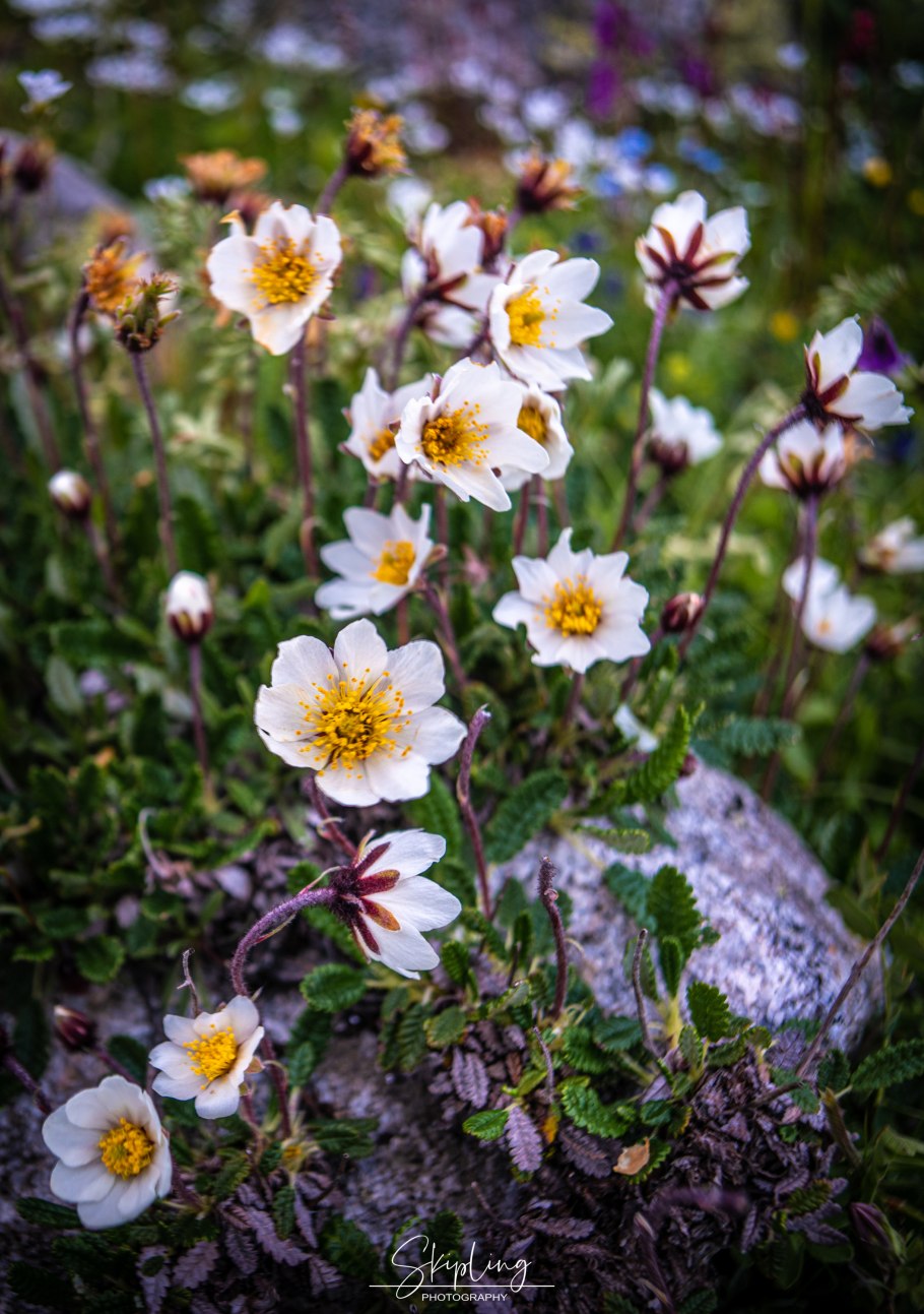 Дриада Восьмилепестковая