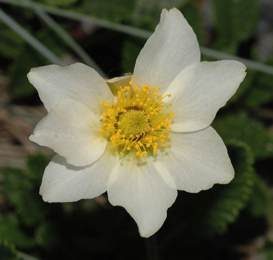 Дриада Восьмилепестковая Dryas octopetala