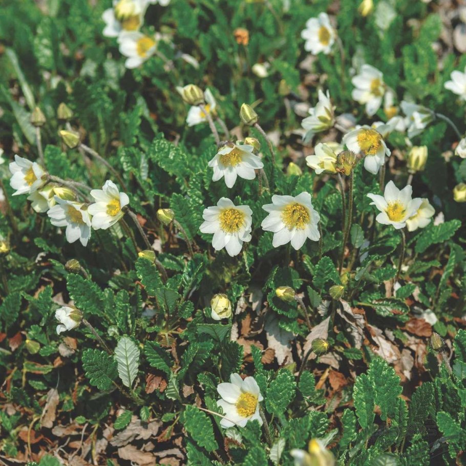 Дриада острозубчатая