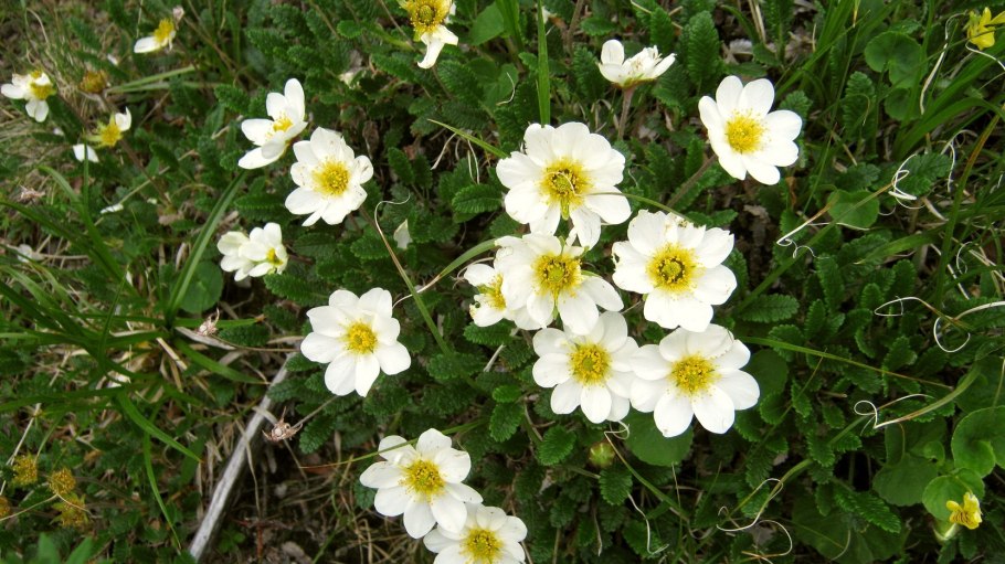 Дриада точечная (Dryas punctata)