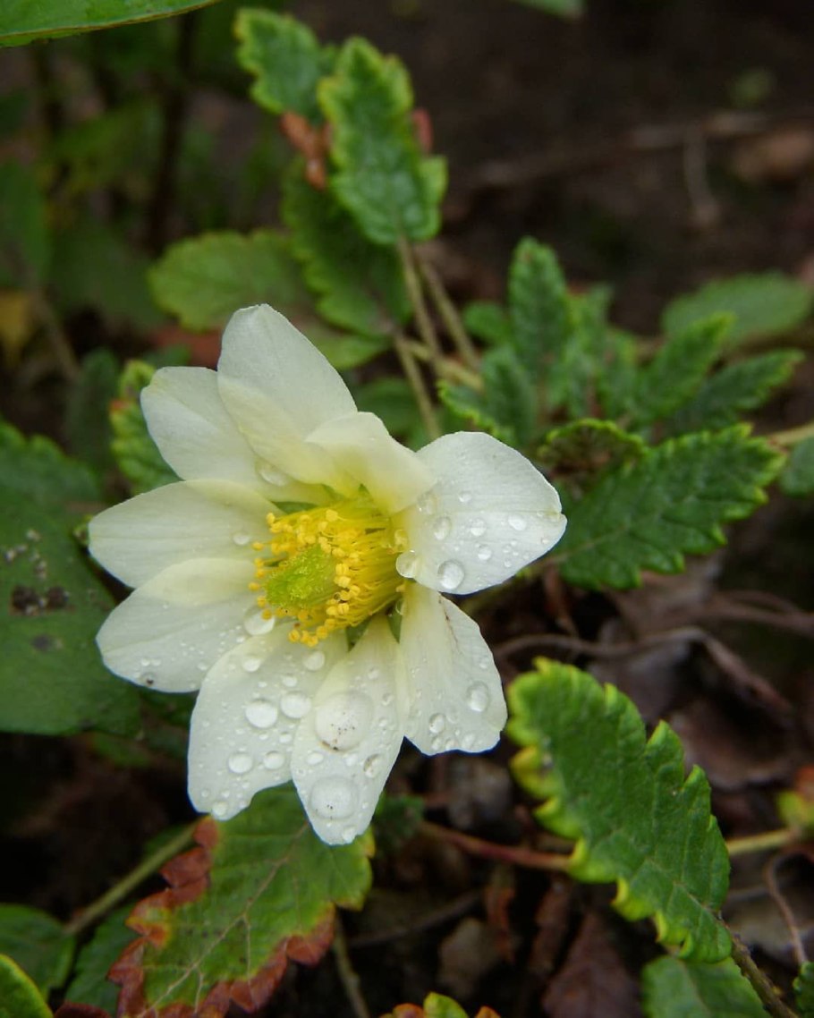 Дриада восьмилепестная грандифлора