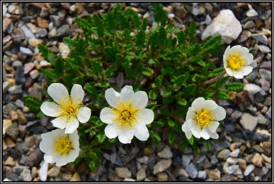 Дриада octopetala