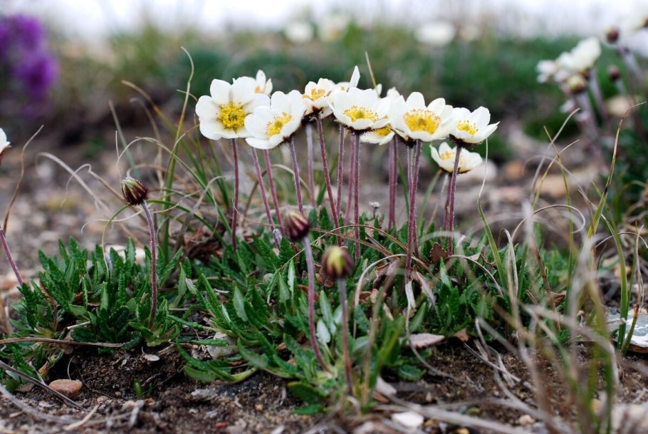 Dryas octopetala