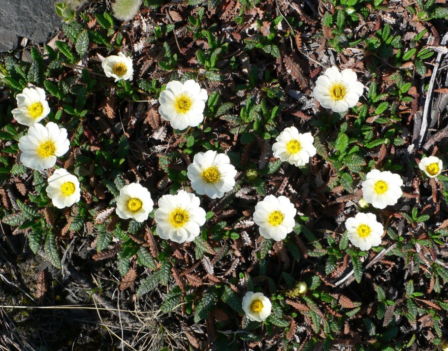 Dryas octopetala