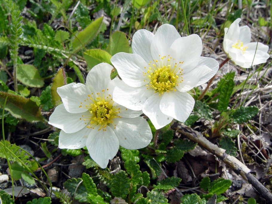 Дриада Восьмилепестковая