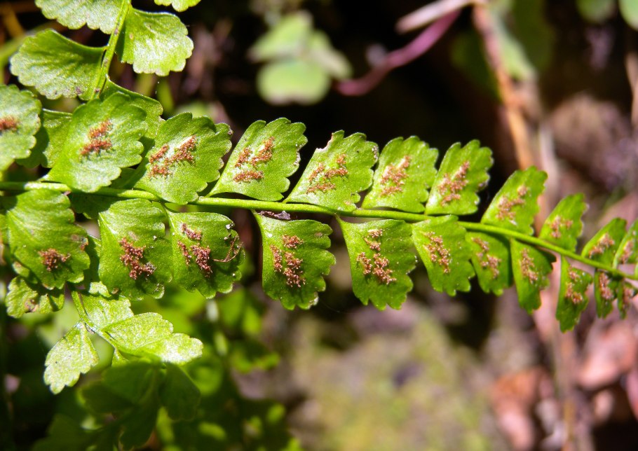 Асплениум lunulatum