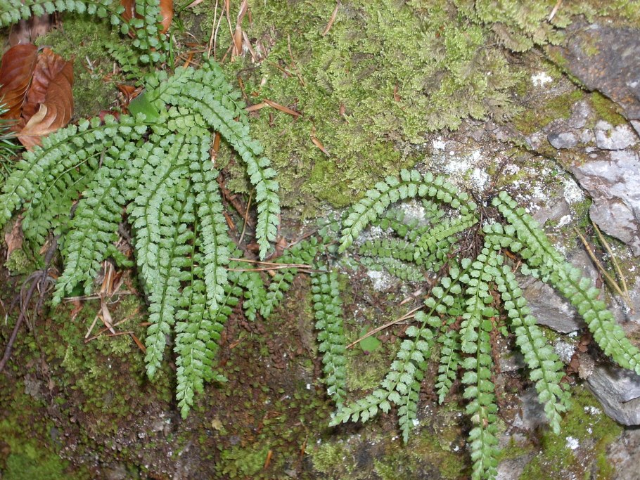 Асплениум Парвати