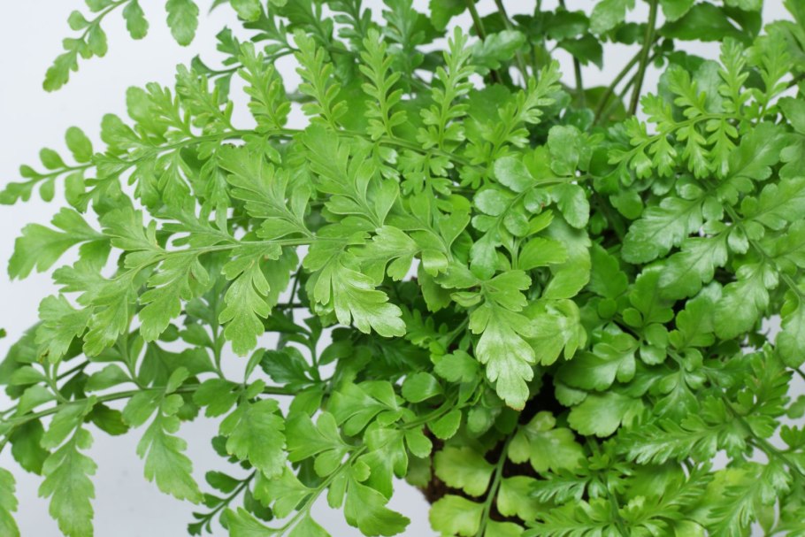 Асплениум Костенец луковиценосный