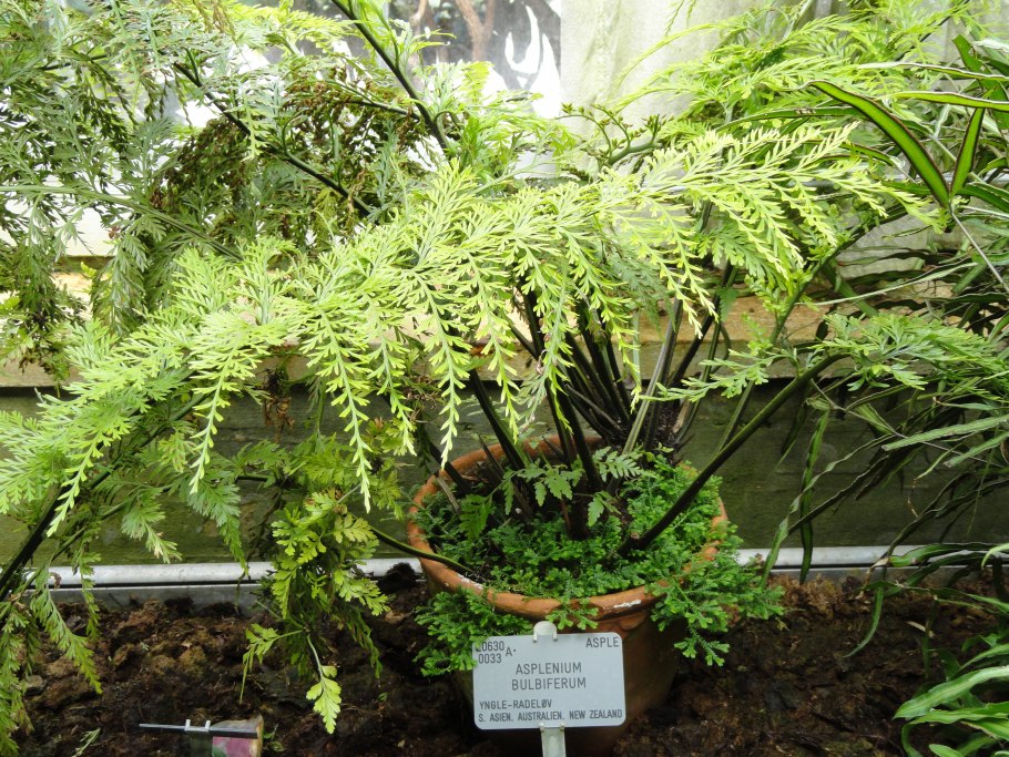 Папоротник асплениум Парвати