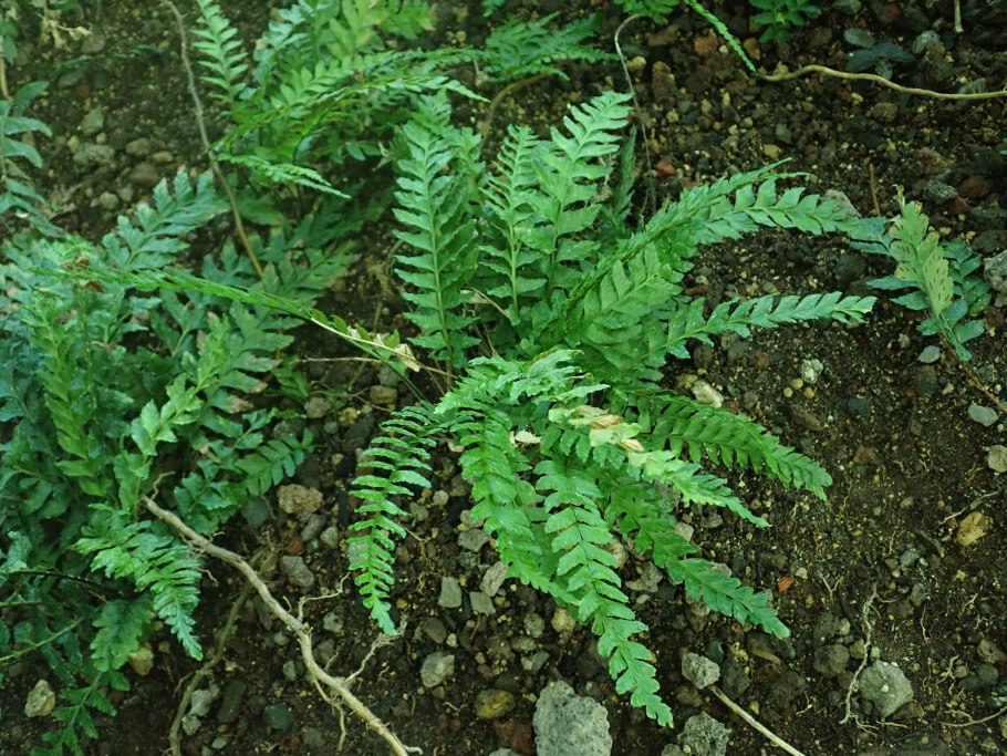 Папоротник асплениум аквариумный