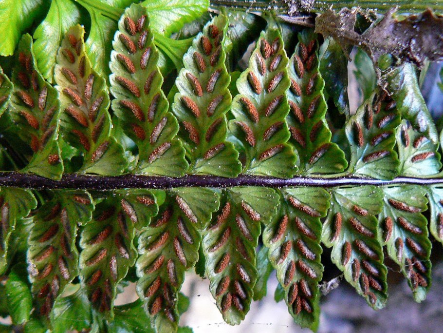 Асплениум луковиценосный