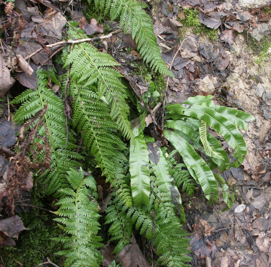 Папоротник асплениум луковиценосный