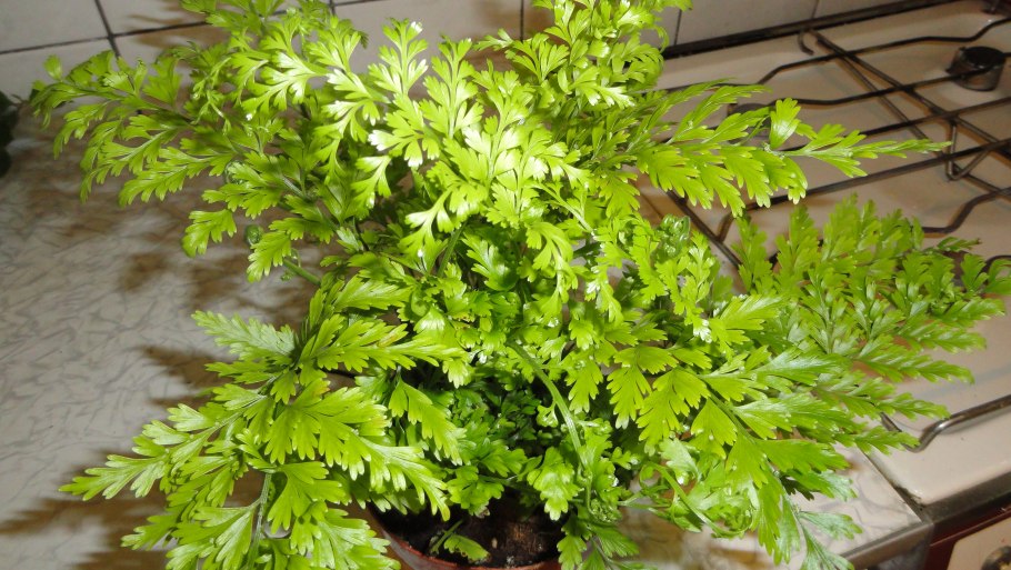 Асплениум бульбиферум сьюзи