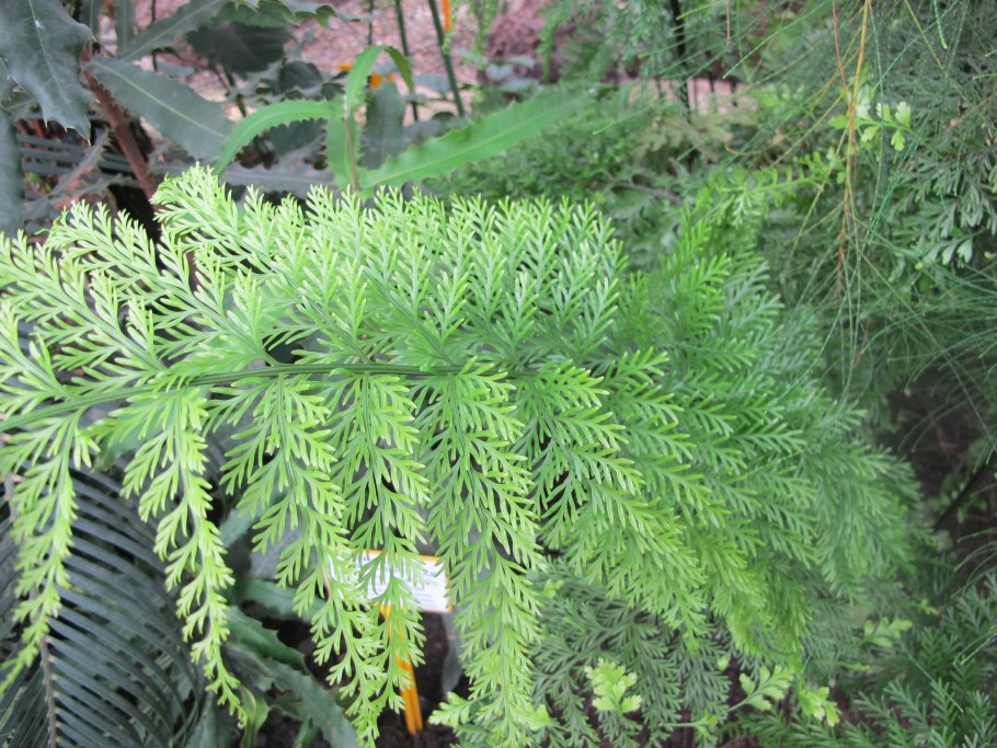 Папоротник Многорядник