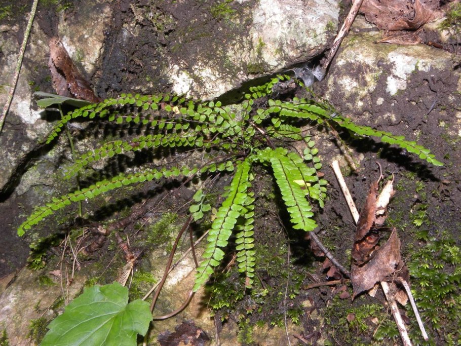 Асплениум живородящий
