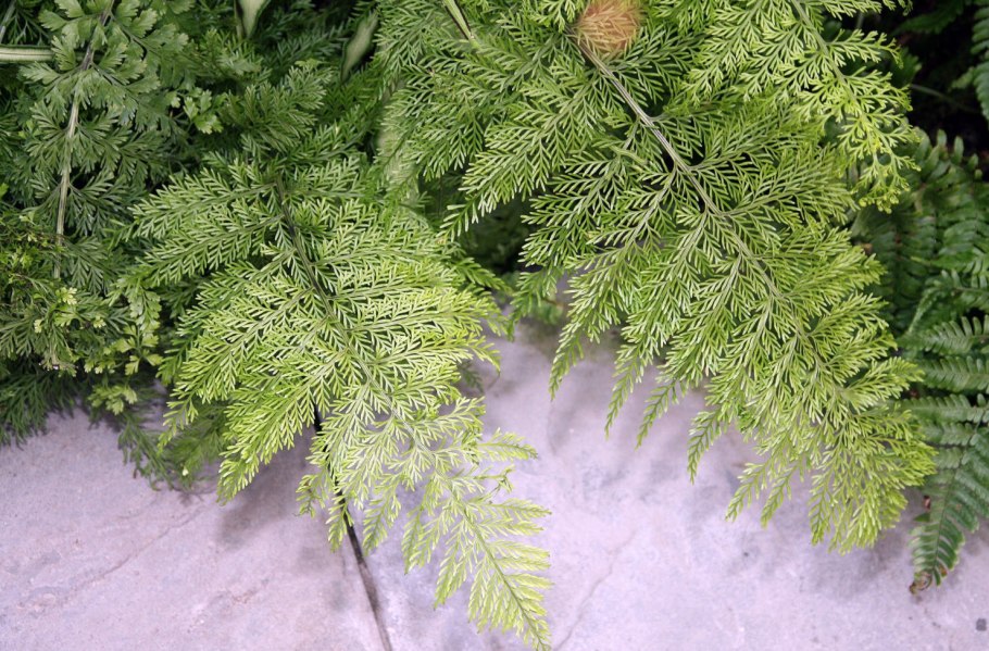 Папоротник асплениум живородящий