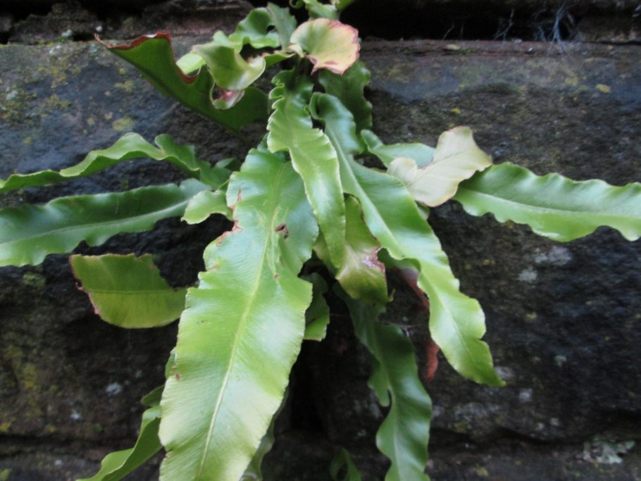 Папоротник асплениум луковиценосный