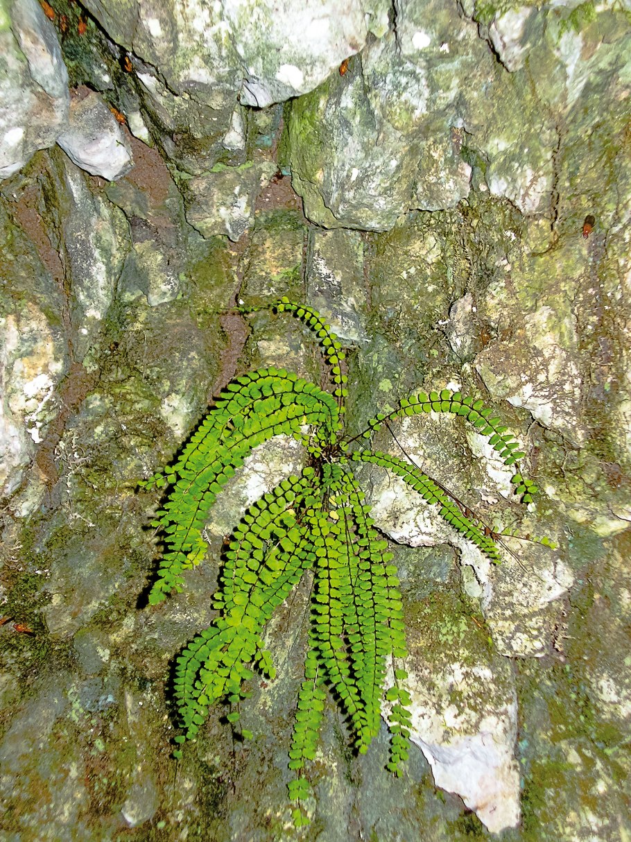 Asplenium onopteris