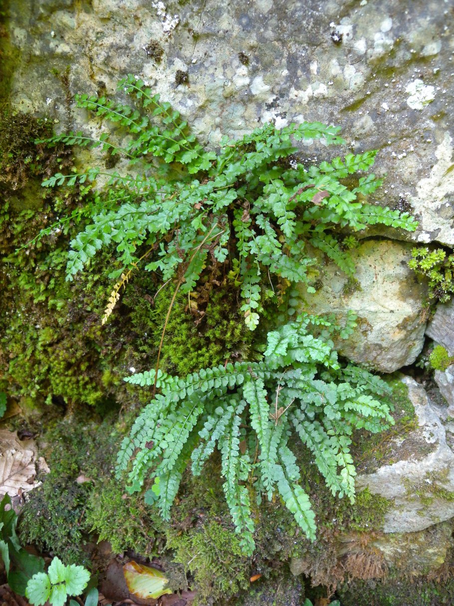 Asplenium lunulatum