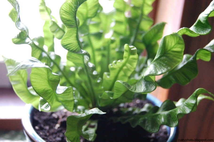 Асплениум луковиценосный