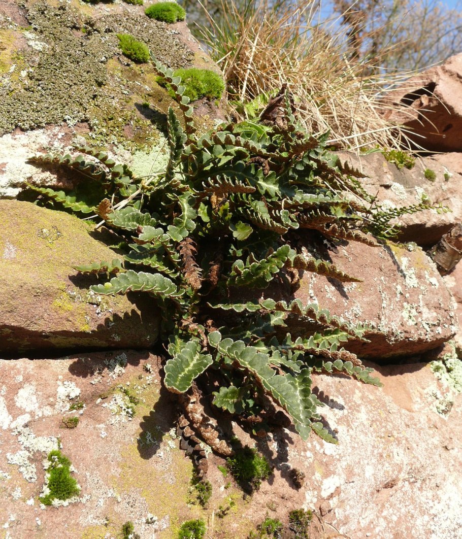 Asplenium ceterach