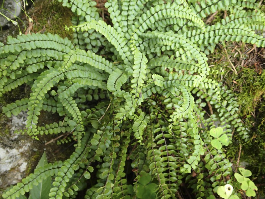 Папоротник асплениум корень