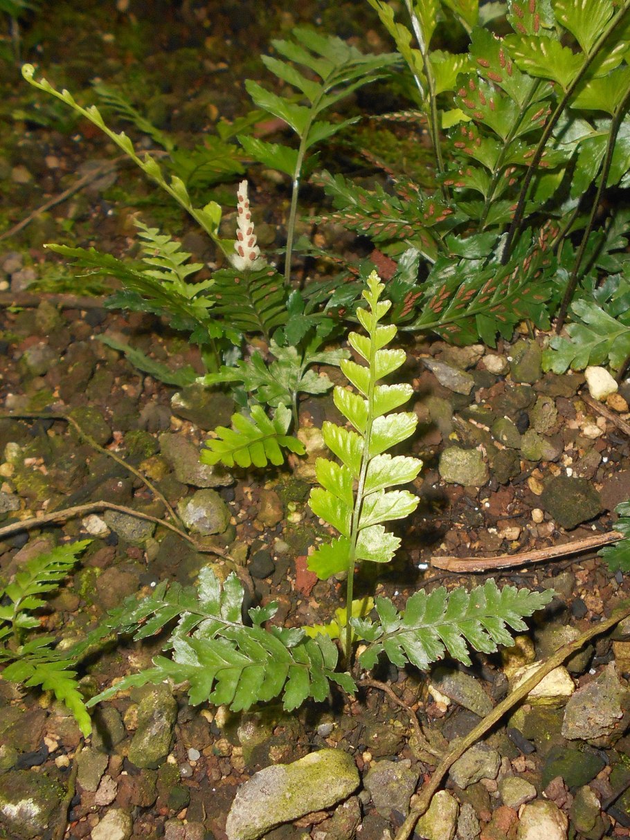Асплениум бульбиферум