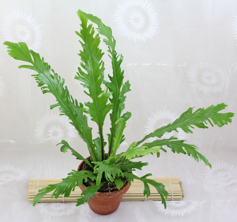 Асплениум нидус фимбриатум