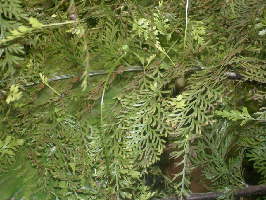 Асплениум луковиценосный