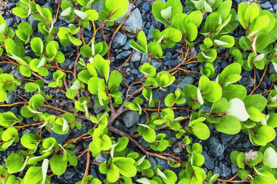 Ива копьевидная