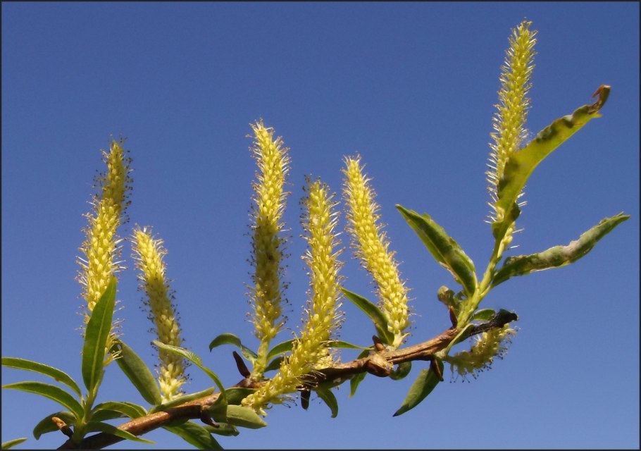 Береза Голден Дрим