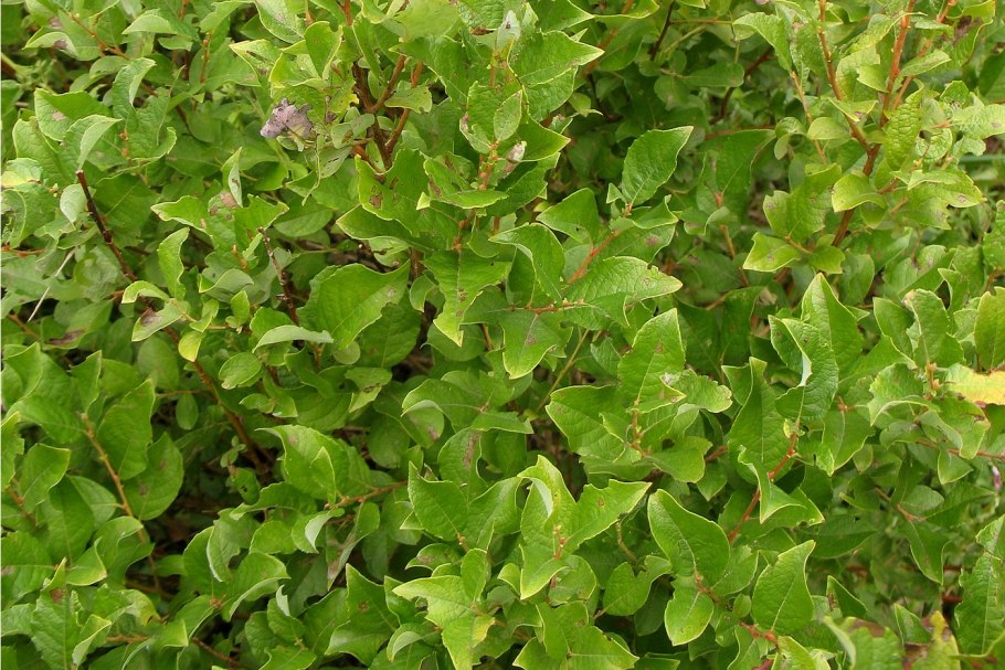 Salix starkeana