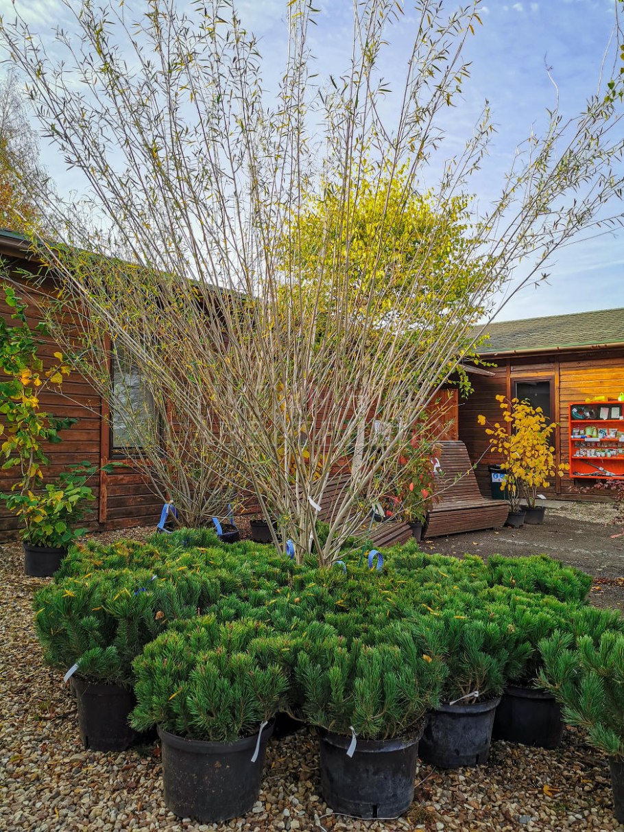 Ива ледебура