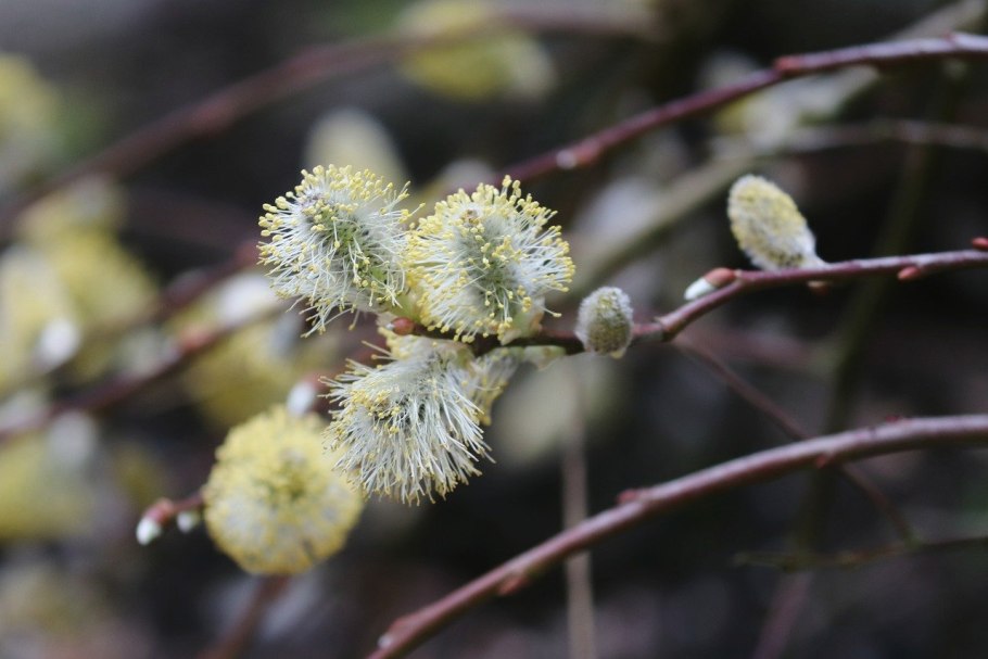 Ива копьевидная (Salix hastata) 'Wehrhahnii'