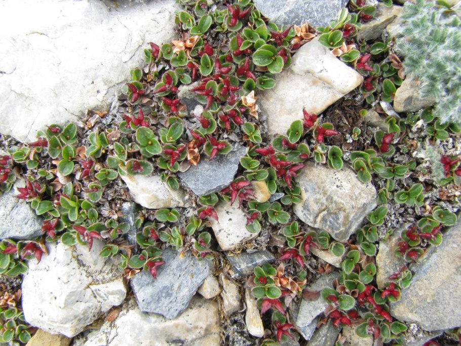 Ареал ивы круглолистной