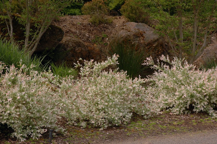 Ива Маунт АСО на штамбе