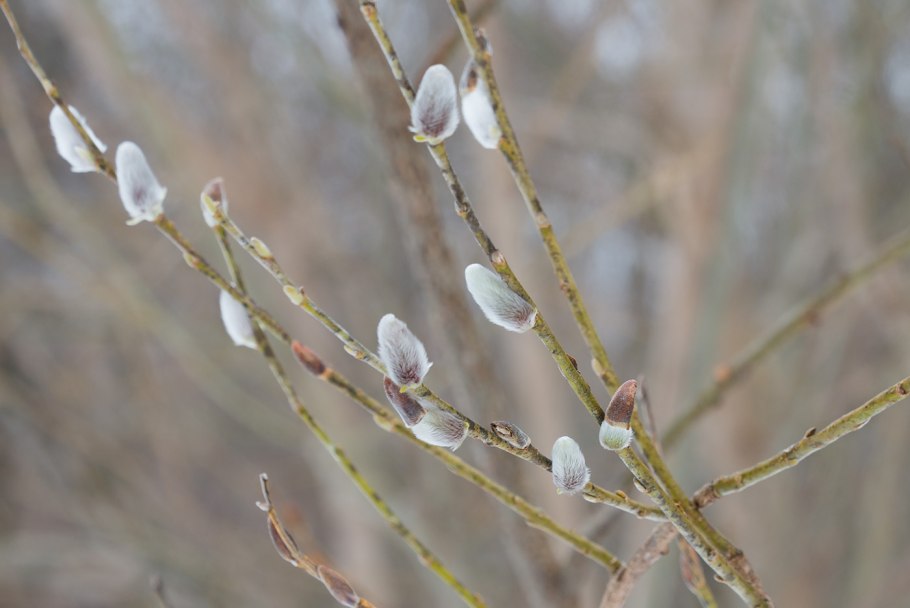 Берёза Betula Nana