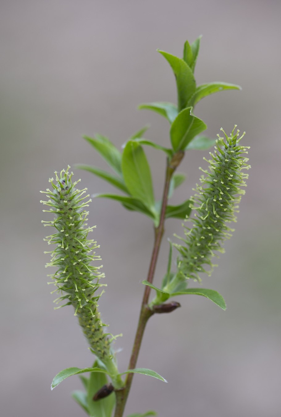 Ива Salix reticulata