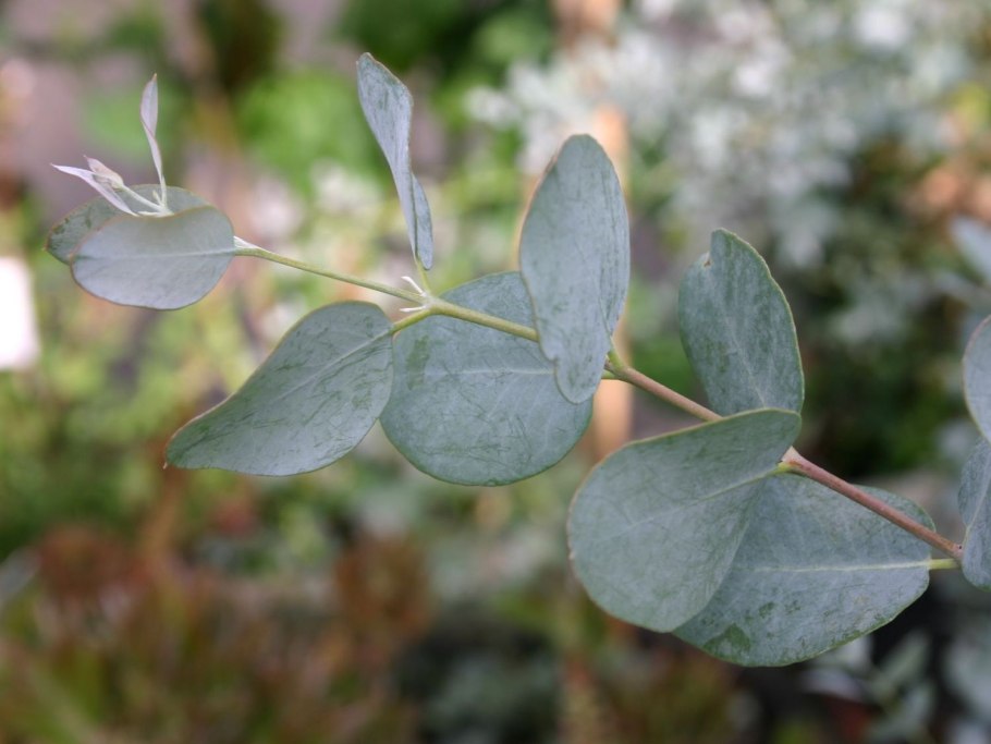 Ива курильская - Salix kurilensis